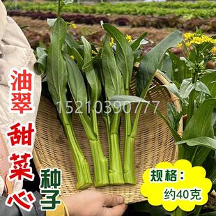 阳台盆栽油青甜甜高产OOH 播蔬菜籽 清早熟油绿菜心种子 春秋四季