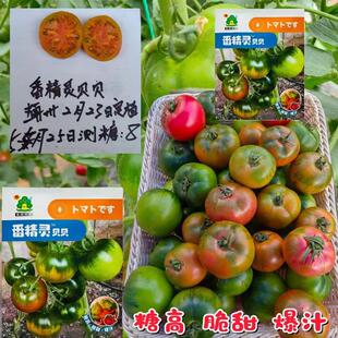 番精灵贝贝水果番茄种子优质草莓番茄籽早熟无限生长高糖口感番茄