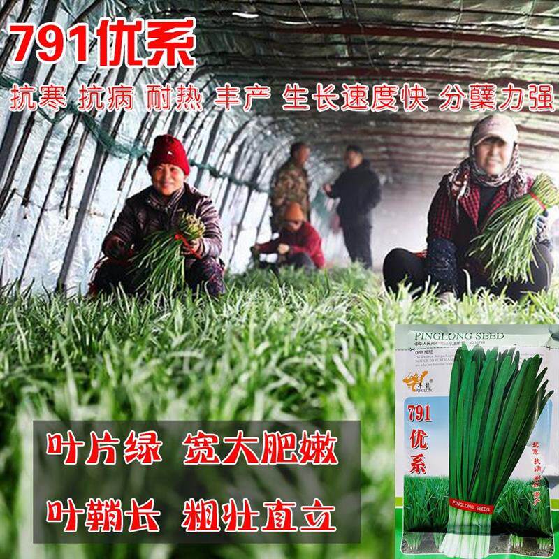 791优系韭菜种子抗寒高产直立性好不休眠四季播家庭阳台河南韭菜
