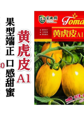 特大黄虎皮A1番茄种子东北虎皮柿子种子金黄色绿色花纹口感酸甜