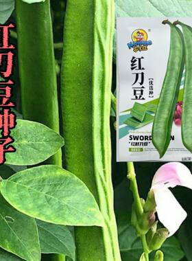 大刀豆种子红刀豆超大红刀把豆扁豆角种籽四季无筋爬藤豆角种子