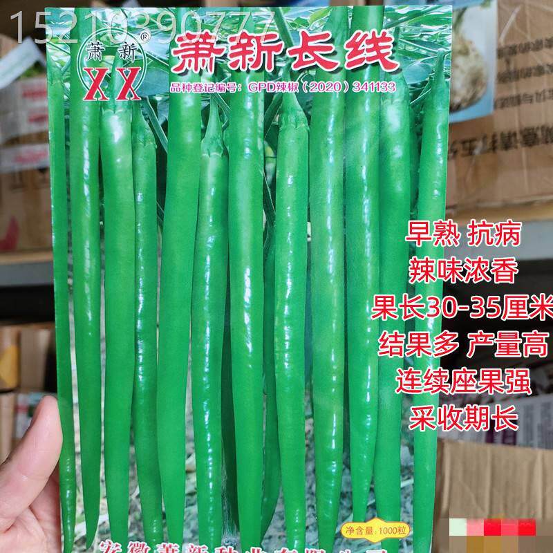 萧新长线辣椒种子早熟味辣线椒种籽春秋季四季蔬菜种孑秋冬大棚种