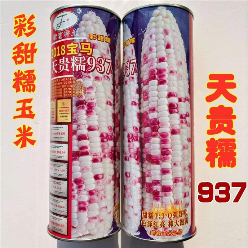2018宝马天贵糯937糯玉米种子矮杆大棒高产抗病超甜鲜食大田种籽