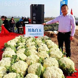 花菜种季 松蔬菜孑 子青梗花椰菜台湾花菜种籽ALX大花全春四季