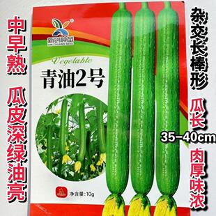 青油2号丝瓜种子中早熟杂交长棒型肉厚味浓皮色深绿油亮春季种植