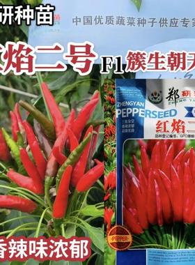郑研红焰2号F1簇生朝天椒种子中早熟深红色果面光滑香辣味浓抗病