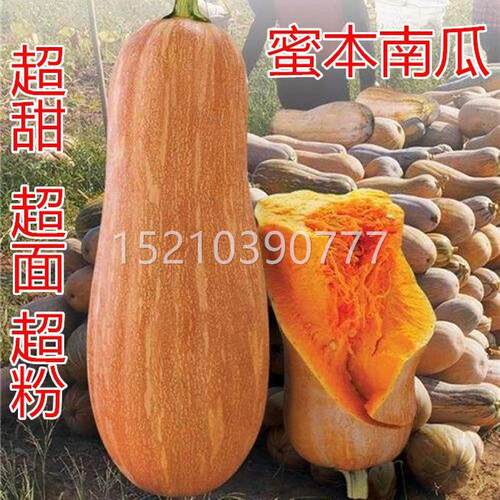 正宗早蜜本南种子超甜粉面甜南早栗熟高产耐贮瓜运四XIX季蔬瓜菜