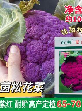 百萌紫茵65天紫花菜种子特色大球花椰菜籽大田松花菜种孑春秋高产