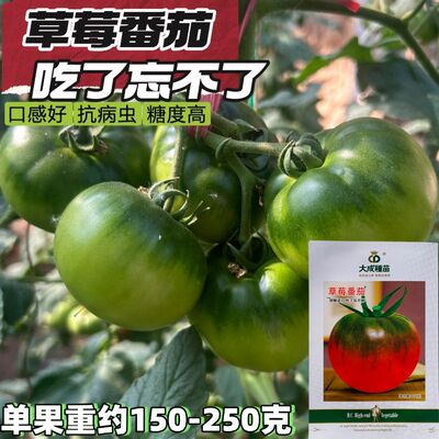 大成种苗草莓番茄种子多心室沙瓤多汁口感酸甜抗病性好西红柿种籽