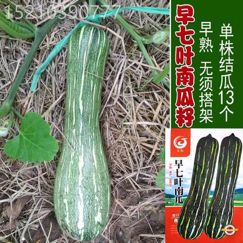 高产皮七叶DMY早南种瓜子花皮吊瓜花早熟番瓜籽春季种四季蔬菜种