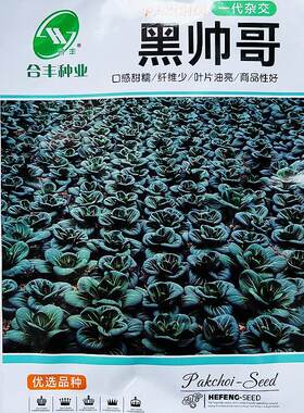 黑帅哥青梗种子杂交软糯青菜菜冬籽病高产耐抗寒秋越冬NKH季蔬菜