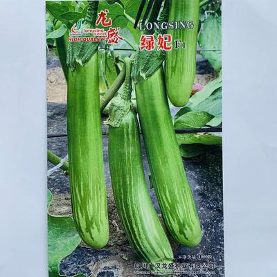 龙盛绿长茄种青子高产抗病耐WSR贮运妃果面亮子种大田露地春茄秋