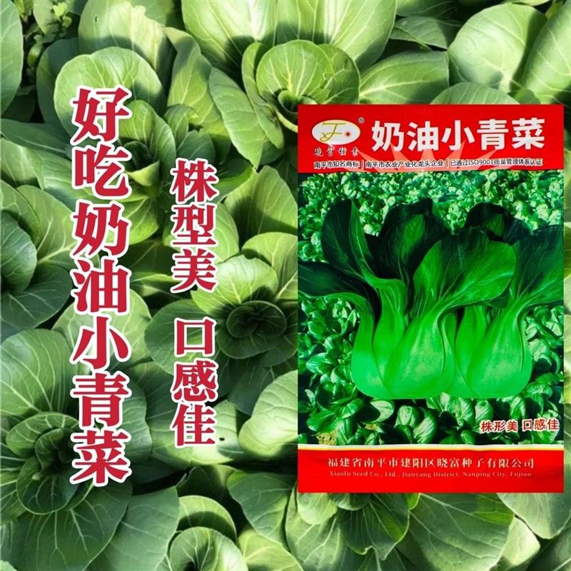 奶油小青菜种子四季小青菜蔬菜种子阳台盆栽农家菜园菜籽束腰拧心