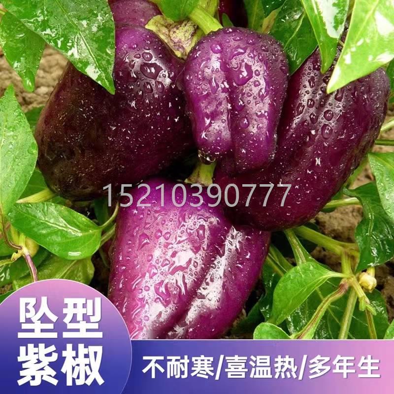 籽坠型紫椒种子彩椒种灯笼种辣子耐低温抗病阳台盆栽椒蔬菜椒PMQ