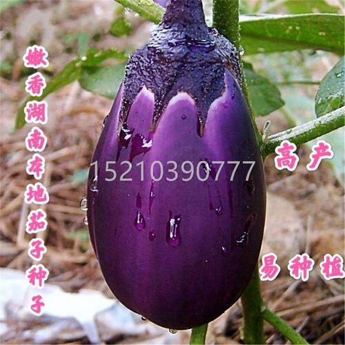 西安紫罐茄子种子特牛心大蔬菜种孑家ZIO农盆茄栽高产春秋季四季