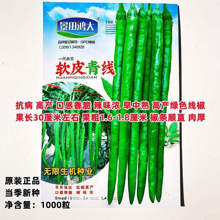 软皮青线辣椒种子高产抗病香辣长椒尖椒种籽秋冬季大棚基地辣椒孑