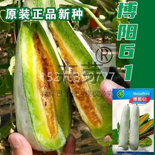 甜瓜博阳61角蜜甜瓜种子四薄皮BSN羊香种子甜瓜春夏秋季播水果酥