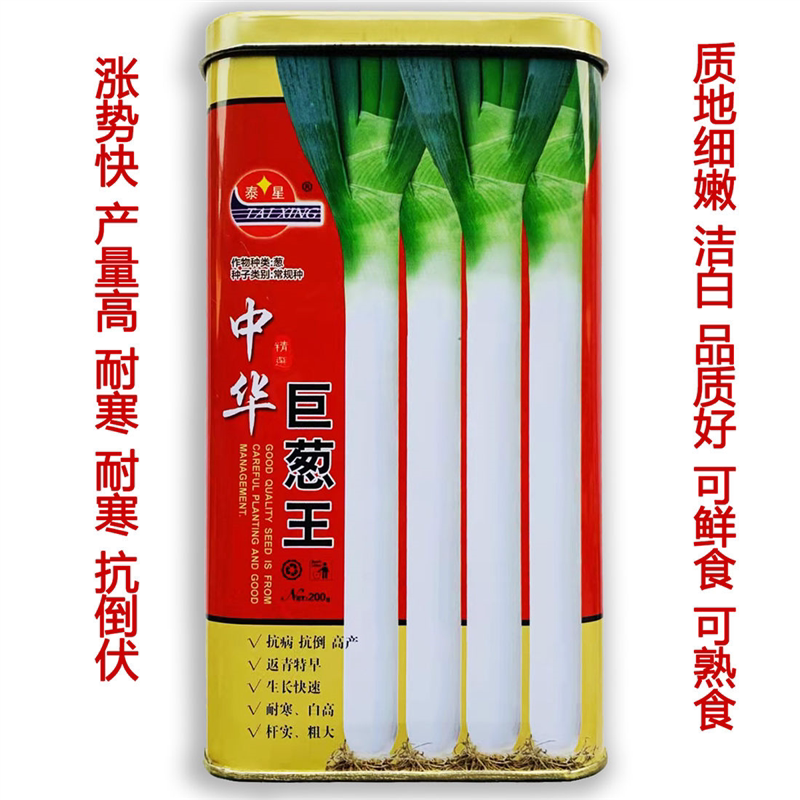 中华巨葱王大葱杆实粗大高产抗病抗倒抗热大田四季播大葱香葱