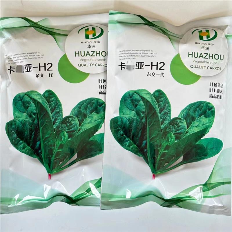 卡亚-H2大叶菠菜种子抗病耐热耐寒越冬盆栽四季播农家蔬菜种籽