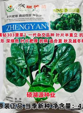 郑研种苗黑钻303菠菜种DTM子绿油亮杂交一代高产大田深用种春菜秋