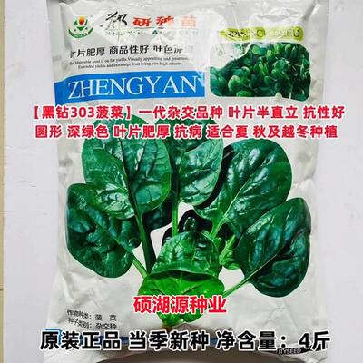 郑研种苗黑钻303菠菜种DTM子绿油亮杂交一代高产大田深用种春菜秋