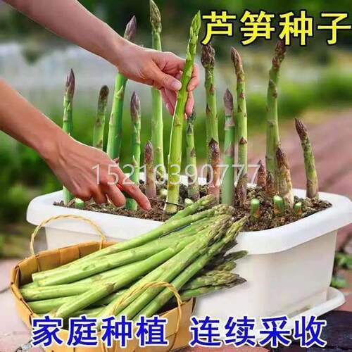 芦盆笋RYP种子四季耐寒耐特色多年生热种紫绿芦笋蔬菜子庭院栽高