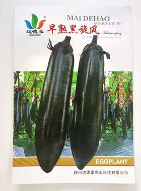 早熟黑旋风早熟一代杂交种茄子黑紫色抗病丰产长茄大田用种孑