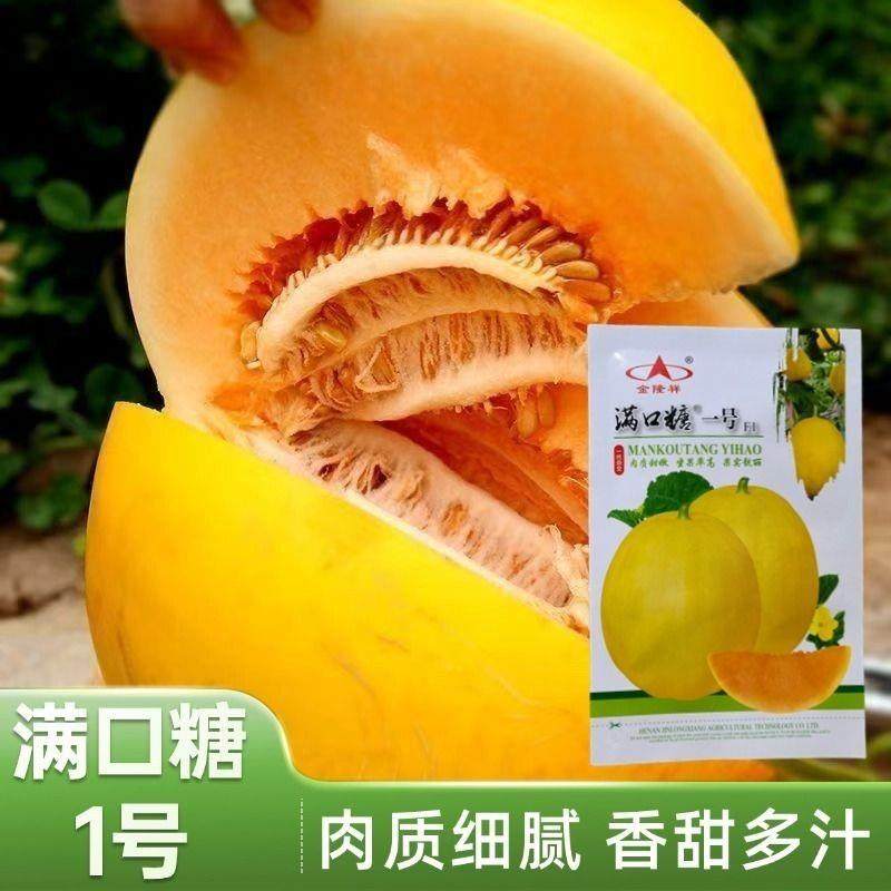 满口糖一号甜瓜种子超甜黄金黄皮甜瓜高产早熟红肉甜瓜籽水果种子