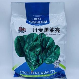 冲量拖车头丹麦黑又亮菠菜种子高产春秋冬季 波菜种籽大 四季