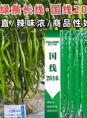 欧兰德国线2016特长线椒辣椒种籽高产早熟顺直香辣长条椒种子