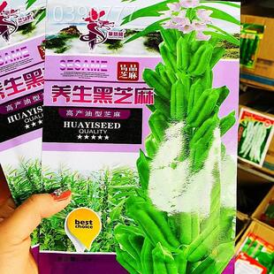 生黑芝麻种子高产高四油抗病芝麻种籽农家季JUS菜养园田园春秋播