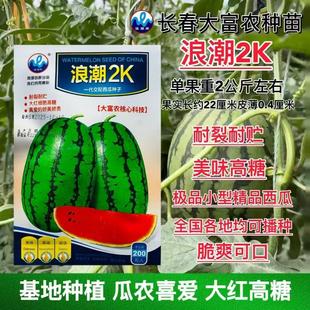 大红高糖果浪潮2K精品礼品西瓜种子200粒基地种植 瓜农喜爱
