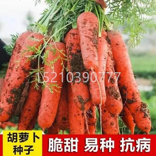 胡萝秋卜种子四季春冬种植菜PSQ三红七寸蔬菜籽阳台9盆栽大田至尊
