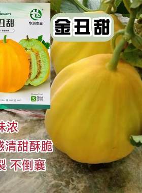 哈蜜香瓜甜瓜种籽金丑甜瓜种籽春四季水果种子老品种脆甜八楞瓜