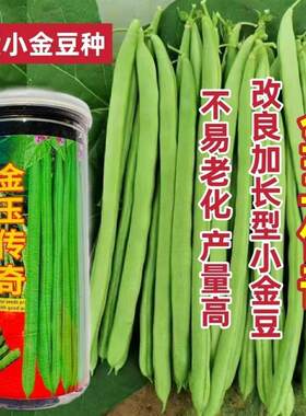 云南热销金玉传奇小金豆种子加长型真正改良红花四季豆种子产量高