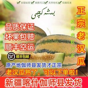 新疆特产老汉瓜柏谢克辛4-12斤伽师瓜新鲜水果孕妇健康果哈密瓜