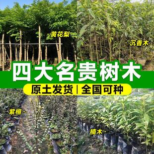 名贵树苗大全正宗沉香树苗小叶紫檀苗金丝楠木地栽黄花梨好养绿植
