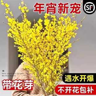 寸寸金鲜枝水培植物水生连翘干支鲜花花卉室内办公室桌面鲜切盆栽