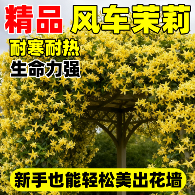 黄色风车茉莉爬藤植物大苗盆栽