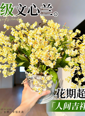 文心兰黄色盆栽香水梦香兰花卉四季好养带花苞客厅室内阳台年宵花