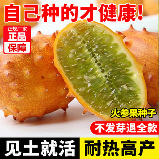 火参果种子非洲蜜瓜种子火星果海参果刺角瓜种籽水果种孑四季易活