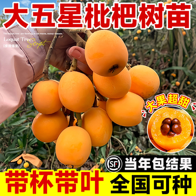正宗精品嫁接大五星枇杷树果苗大
