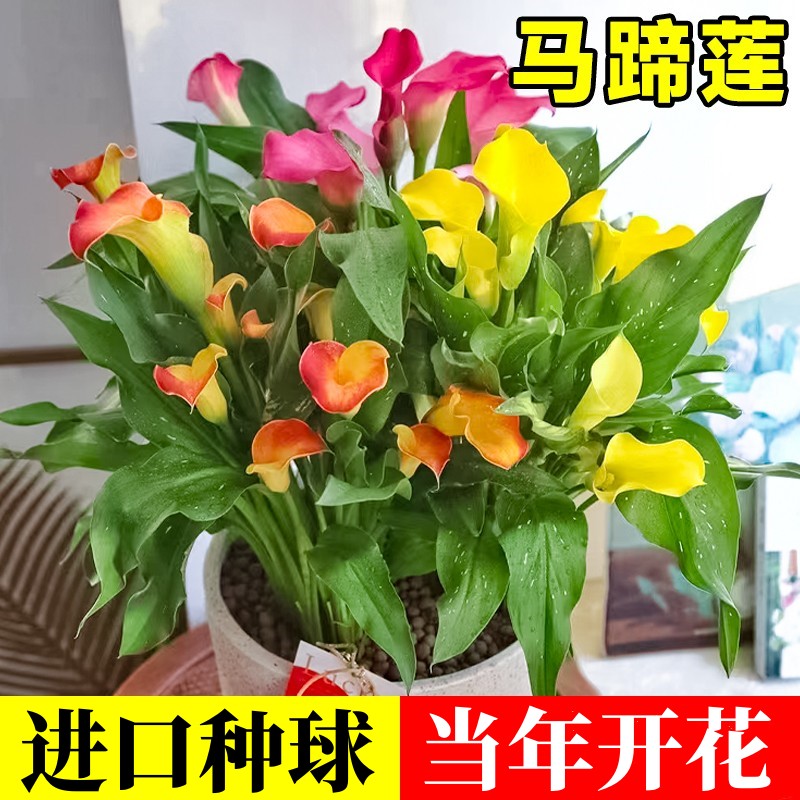 浩初春秋马蹄莲进口种球多年生