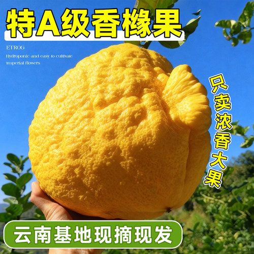 香橼特大号新鲜佛手柑云南香薰自