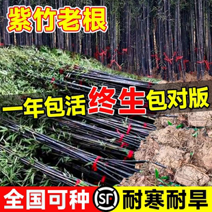 紫竹老根盆栽紫气东来竹绿植物矮化名贵竹子苗树苗庭院室外罗汉竹