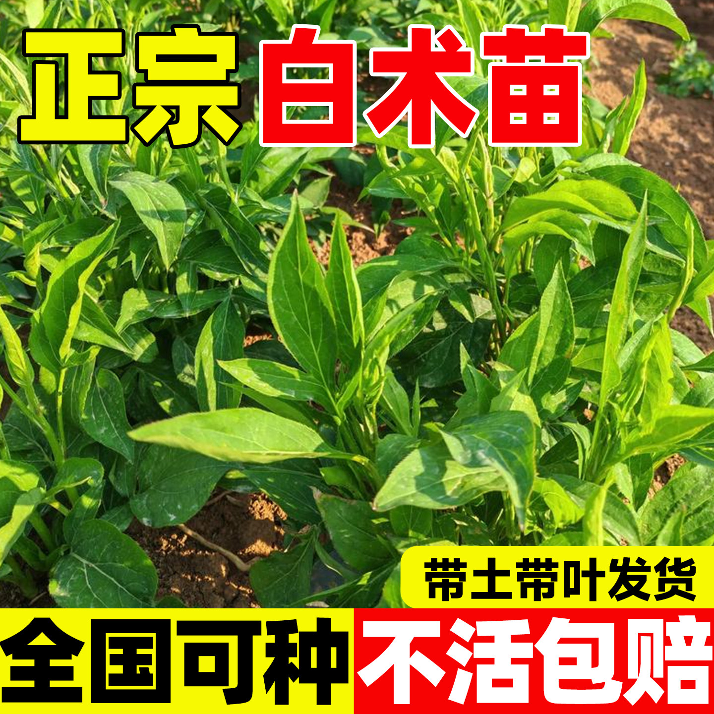 改良白术苗春季种药材种高产优质药材新鲜白术四季易活中药材秧苗