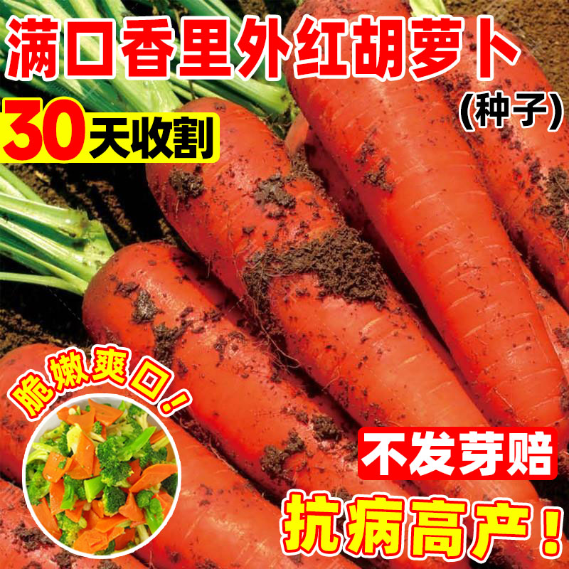满口香里外红胡萝卜种子耐寒高产
