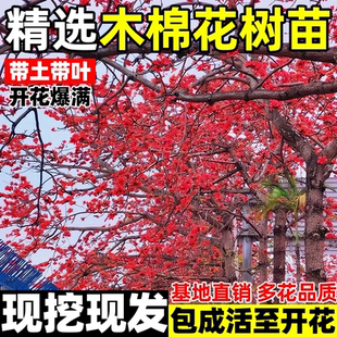 木棉花树苗四季风景树植物地栽大腹老桩苗木红花美丽木棉庭院盆栽