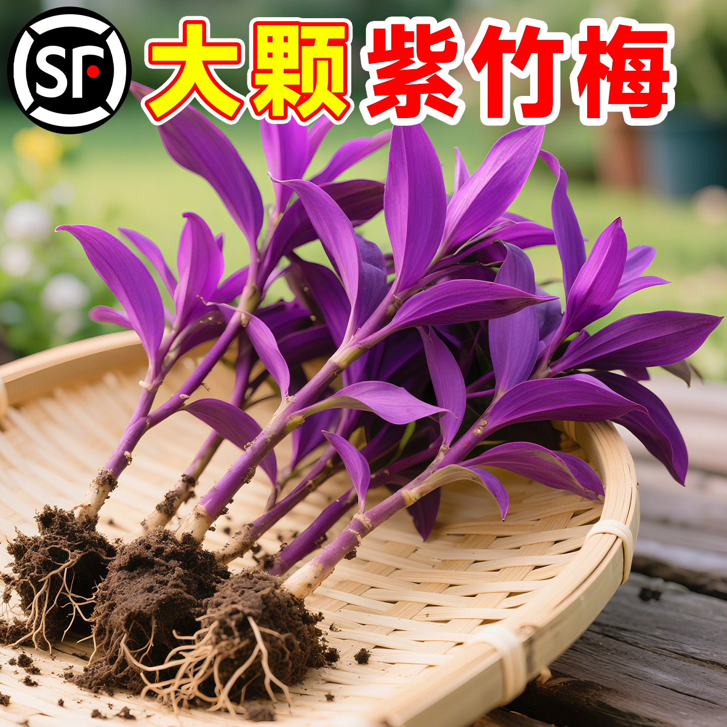 紫竹梅盆栽四季好养紫罗兰油画婚礼吊兰水培植物办公室内桌面绿植