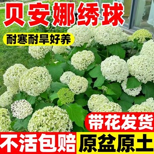 贝拉安娜绣球粉庭院阳台盆栽花卉白色乔木圆锥绣球大苗石灰灯花苗